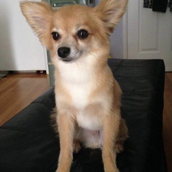 Bark Bath - Pet Groomers Near Me - Walnut, California Bark Bath - Pet Groomers Near Me - Walnut, California