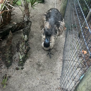 Brevard Zoo - Emu - Zoos Near Me - Melbourne, Florida Brevard Zoo - Emu - Zoos Near Me - Melbourne, Florida
