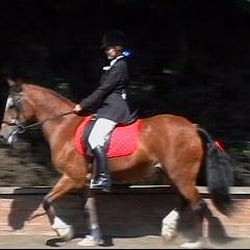 Dulwich Riding Scool