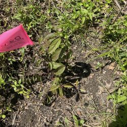 Fast Growing Trees - This is a forsythia that I paid $60 for and it's wilting.  I asked for a replacement.