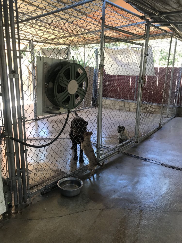 GREYWOOD KENNELS 13 Photos & 35 Reviews Pet Sitting 9078 Winter