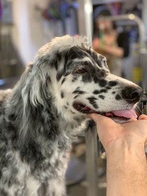 dog wash n go near me