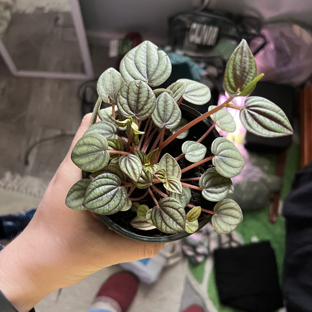 Peperomia