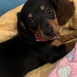 Three D's Miniature Dachshunds Breeder Puppies