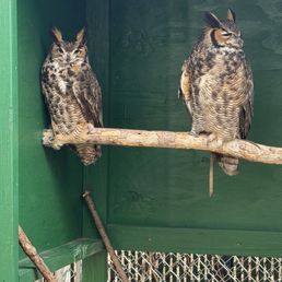 owls owls