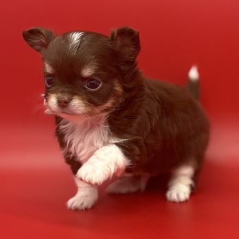 Tenderheart Chihuahuas - Camden - Pet Breeders Near Me Tenderheart Chihuahuas - Camden - Pet Breeders Near Me