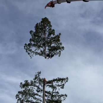 Hamilton Tree Service - Easy peasy - Tree Services Near Me - Martinez, California Hamilton Tree Service - Easy peasy - Tree Services Near Me - Martinez, California