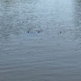 Turtles