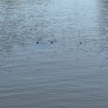 WC  Johnson Park - Turtles - Parks Near Me - Collierville, Tennessee