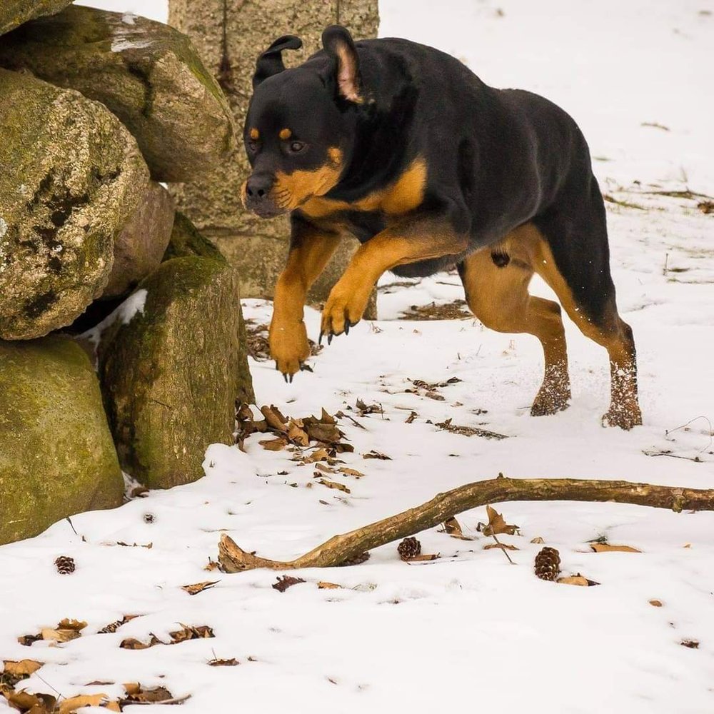 ALL OBEDIENCE DOG TRAINING Jackson, Michigan Pet Training Phone