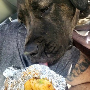 Guisados - Dogs love them too! - Mexican Near Me - Beverly Hills, California Guisados - Dogs love them too! - Mexican Near Me - Beverly Hills, California