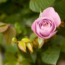 American Nursery - Purple Rose  From American Nursery