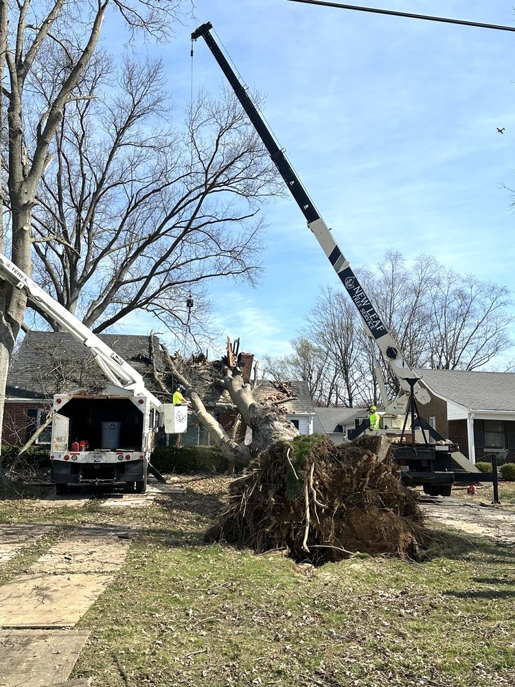 New Leaf Tree Service - tree service in Louisville, KY