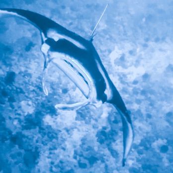 Kona Ocean Experience - Manta-Ria - Tours Near Me - Kailua-Kona, Hawaii