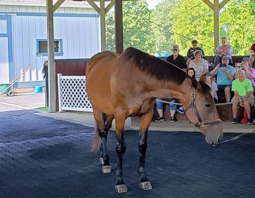 Kentucky Horse Park by null