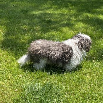 Who's Your Doggie - Bootsy before grooming. - Pet Training Near Me - Milford, Connecticut Who's Your Doggie - Bootsy before grooming. - Pet Training Near Me - Milford, Connecticut