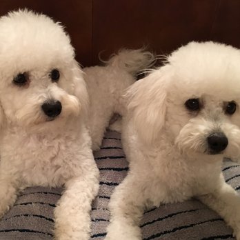 San Jose Puppies - Pet Services Near Me San Jose Puppies - Pet Services Near Me
