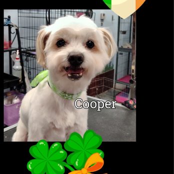 A Cut Above Pet Salon - Cooper rocking his Irish vibe . - Pet Groomers Near Me - La Verne, California A Cut Above Pet Salon - Cooper rocking his Irish vibe . - Pet Groomers Near Me - La Verne, California