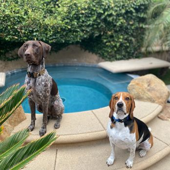 Off Leash K9 Training - Pet Training Near Me Off Leash K9 Training - Pet Training Near Me