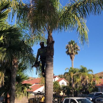 Rancho Tree Care - Pruning one of our palm trees - Tree Services Near Me Rancho Tree Care - Pruning one of our palm trees - Tree Services Near Me