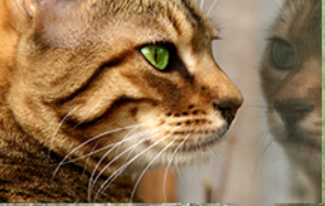Carriage Hill Kennel - pet boarding facility in Finleyville, PA