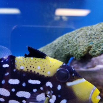 Oceanlife Aquariums - Aquarium Services Near Me - Houston, Texas Oceanlife Aquariums - Aquarium Services Near Me - Houston, Texas