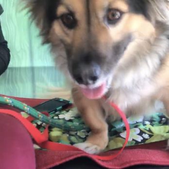 Petrock Hotel And Spa - Pet Sitting Near Me - Encino, California Petrock Hotel And Spa - Pet Sitting Near Me - Encino, California