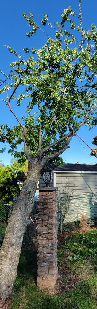 Eddies Tree & Landscaping - tree service in Hatboro, PA