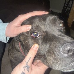 Alliance Animal Clinic - Dogs eye