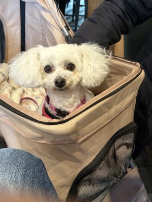 The Menhaden by null