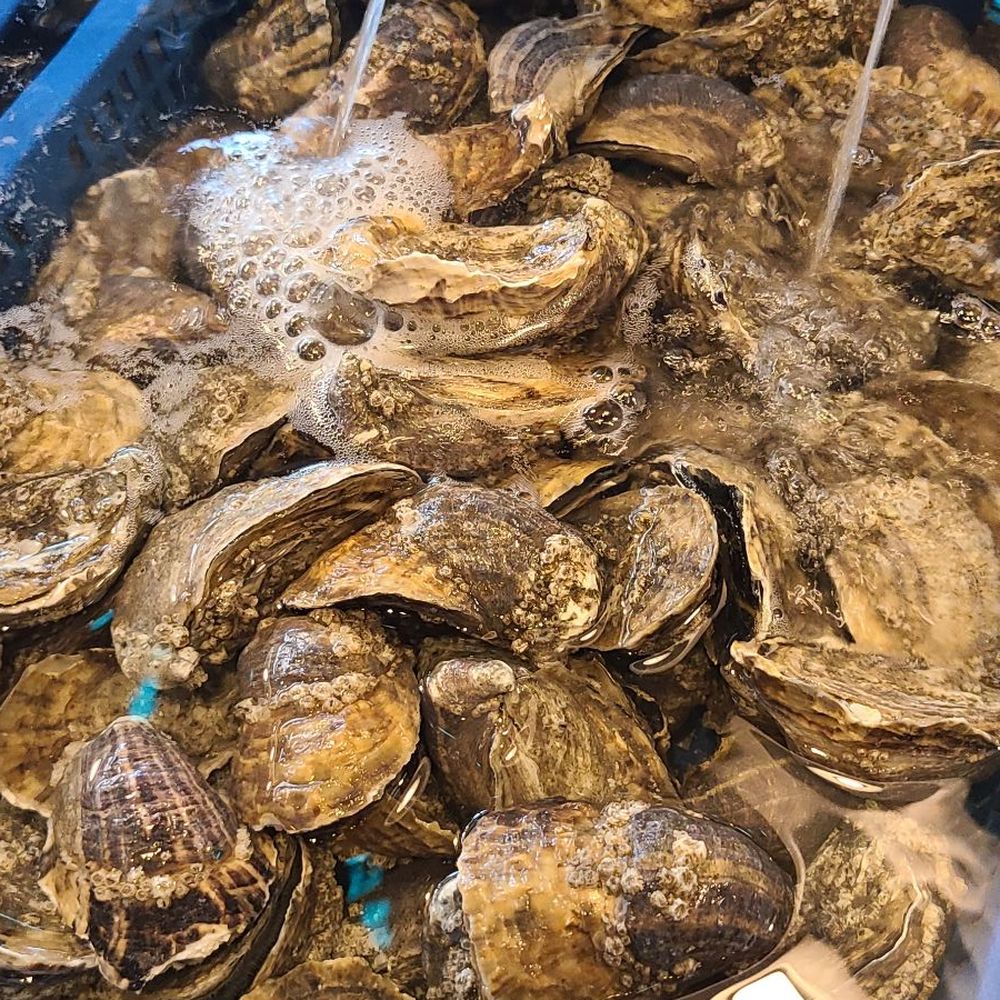 Taylor Shellfish Oyster Bar - Seafood Near Me - Seattle, Washington Taylor Shellfish Oyster Bar - Seafood Near Me - Seattle, Washington