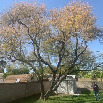 Core Tree Service - After of the mimosa! - Tree Services Near Me - Glendale, Arizona