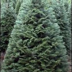Prepaid Christmas Trees - Fresh cut Christmas trees Herriman, fresh cut Christmas trees roy, Fresh cut Christmas trees Alpine, Fresh cut trees highland