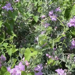 Mcallen Nature Center - Texas Sage