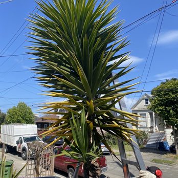 Vega's Tree Service - Tree Services Near Me - Brentwood, California Vega's Tree Service - Tree Services Near Me - Brentwood, California