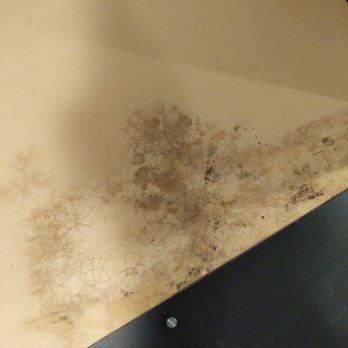 Roadway Van Lines - More mold on my desk..... - Movers Near Me - Jessup, Maryland Roadway Van Lines - More mold on my desk..... - Movers Near Me - Jessup, Maryland