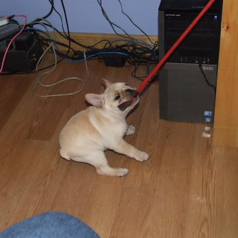 precious furs mobile pet spa