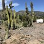 Photo of Sal’s Cactus Mart