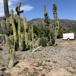 Sal’s Cactus Mart - More pictures to come of the actual selections!