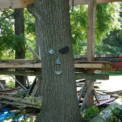 Tree Creations - There next project is a pirate ship tree house, this guy was watching over construction