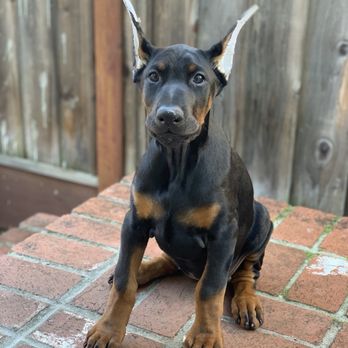 West Coast Doberman Ranch - Roxy - Pet Groomers Near Me - San Jose, California West Coast Doberman Ranch - Roxy - Pet Groomers Near Me - San Jose, California