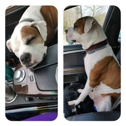 St. Charles Animal Hospital - D.o.g going for a cruise.