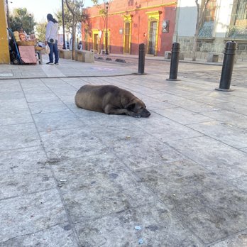 Vaca Marina - Fat dog - Restaurants Near Me - Oaxaca de Juárez, OAX Vaca Marina - Fat dog - Restaurants Near Me - Oaxaca de Juárez, OAX