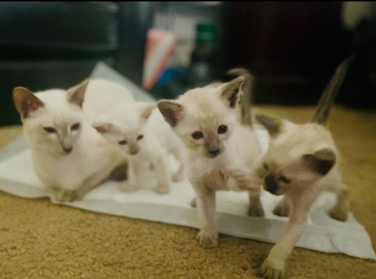 Next Litter 4/27—Reserve Your Exotic Kitten! - Our next litter of exotic CFA-registered Siamese & Oriental kittens will be ready to join their new families in just 4 weeks—around April 27!
Wondering how to spend your tax return, or have a friend or child who would thrive with a loving, playful companion? Now is the perfect time to brighten someone’s life with the gift of a truly special kitten.
Every kitten is hand-raised in a cage-free, loving home and socialized daily—so they’re affectionate, playful, and ready to become a cherished member of your family. We’ll guide you through every step of the adoption process.
During your personal consultation, the owner will discuss travel and delivery options, timelines, and pricing to ensure your kitten arrives safely—whether you’re local or farther away. We’re committed to matching each of our kittens with the perfect home and will work with you on travel arrangements to make the experience easy and stress-free.
Now reserving for our April 27th litter! Contact us to secure your rare-pedigree companion.
Spots fill up quickly for our rare kittens! Contact us today at (840) 228-9492 to reserve yours and discuss your options for welcoming a new feline friend this spring. Next Litter 4/27—Reserve Your Exotic Kitten! - Our next litter of exotic CFA-registered Siamese & Oriental kittens will be ready to join their new families in just 4 weeks—around April 27!
Wondering how to spend your tax return, or have a friend or child who would thrive with a loving, playful companion? Now is the perfect time to brighten someone’s life with the gift of a truly special kitten.
Every kitten is hand-raised in a cage-free, loving home and socialized daily—so they’re affectionate, playful, and ready to become a cherished member of your family. We’ll guide you through every step of the adoption process.
During your personal consultation, the owner will discuss travel and delivery options, timelines, and pricing to ensure your kitten arrives safely—whether you’re local or farther away. We’re committed to matching each of our kittens with the perfect home and will work with you on travel arrangements to make the experience easy and stress-free.
Now reserving for our April 27th litter! Contact us to secure your rare-pedigree companion.
Spots fill up quickly for our rare kittens! Contact us today at (840) 228-9492 to reserve yours and discuss your options for welcoming a new feline friend this spring.