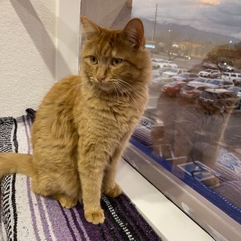 El Jefe Cat Lounge - Pet Adoption Near Me - Tucson, Arizona El Jefe Cat Lounge - Pet Adoption Near Me - Tucson, Arizona