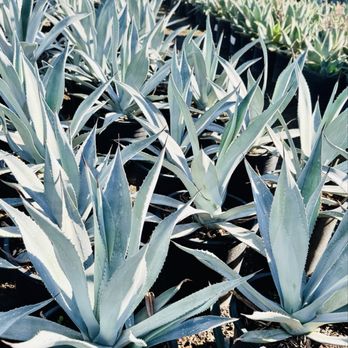 Madison Gardens - Agaves - Nurseries & Gardening Near Me - Indio, California