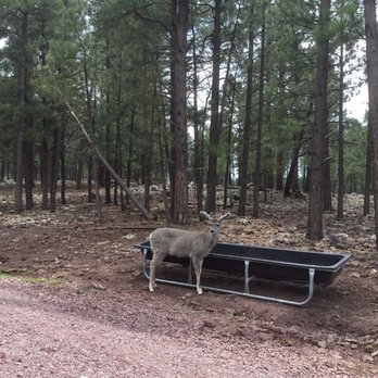Bearizona - Zoos Near Me - Williams, Arizona