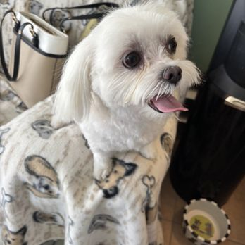 Dog's Best Friend - Pet Groomers Near Me - North Miami, Florida