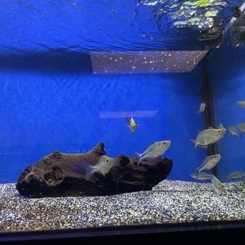 Fins Freshwater Aquariums - Local Fish Stores Near Me - Bartlett, Tennessee Fins Freshwater Aquariums - Local Fish Stores Near Me - Bartlett, Tennessee