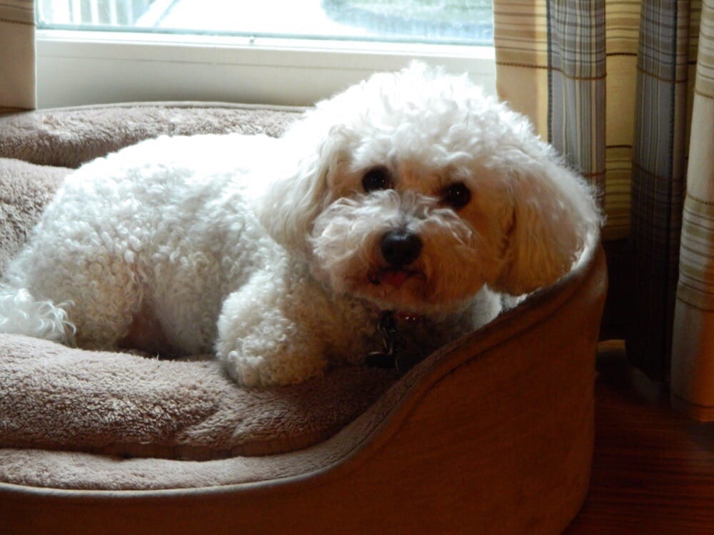 IN THE DOG HOUSE Updated October 2024 171 Hillside Ave, South River